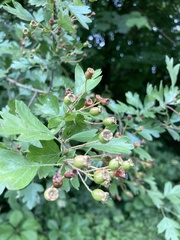 Crataegus