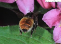 Anthophora plagiata