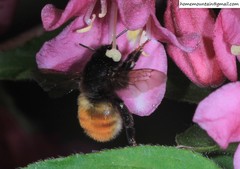 Anthophora plagiata