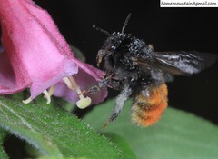 Anthophora plagiata