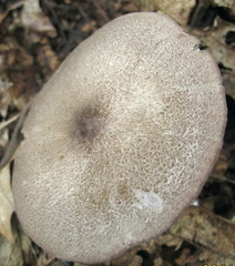 Entoloma violaceum image