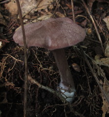 Entoloma violaceum image