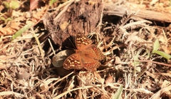 Junonia erigone