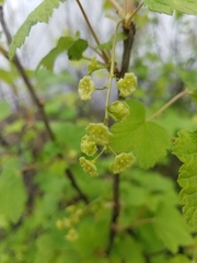 Ribes rubrum