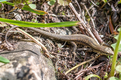 Podarcis muralis