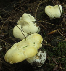 Hydnum albidum