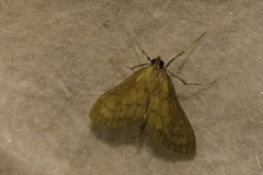 Paratalanta pandalis