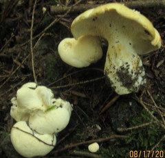 Hydnum albidum