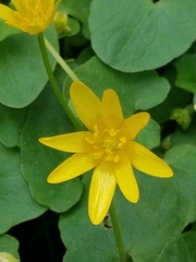 Ficaria verna