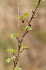 Ribes aciculare