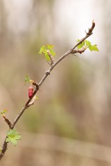 Ribes aciculare