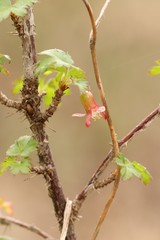 Ribes aciculare
