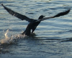 Phalacrocorax carbo