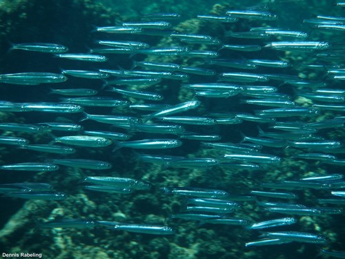 European Anchovy
