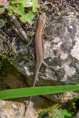 Podarcis muralis