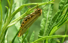 Spiris striata
