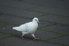 Columba livia domestica