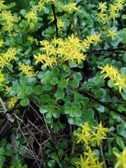 Sedum emarginatum