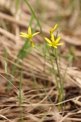 Gagea granulosa