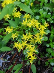 Sedum emarginatum