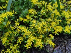 Sedum emarginatum