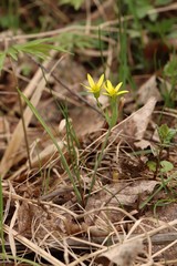 Gagea granulosa