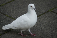 Columba livia domestica