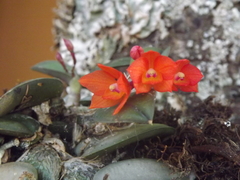 Cattleya cernua