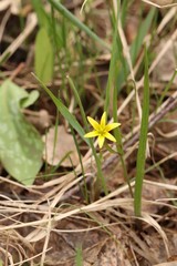 Gagea granulosa