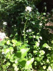 Alliaria petiolata