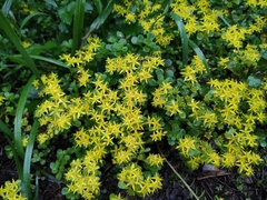 Sedum emarginatum