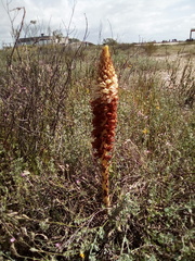 Orobanche densiflora