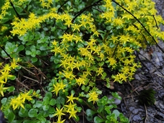 Sedum emarginatum