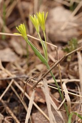Gagea granulosa