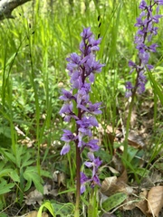 Orchis mascula