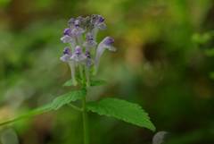 Scutellaria brachyspica