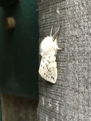 Spilosoma dubia
