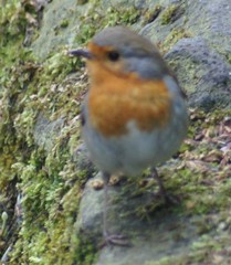 Erithacus rubecula