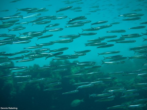 European Anchovy