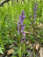 Orchis mascula