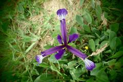 Iris reichenbachiana