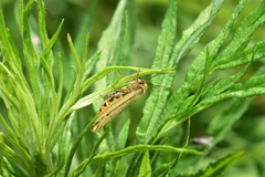 Spiris striata