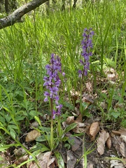 Orchis mascula
