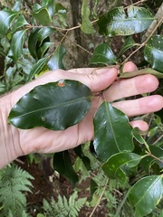 Syzygium crebrinerve