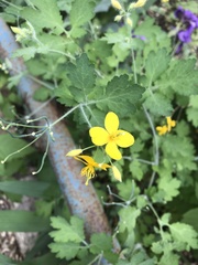 Chelidonium majus