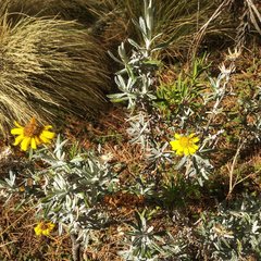Senecio mairetianus