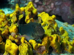 Ophioblennius atlanticus