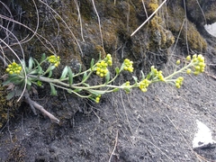 Draba jorullensis