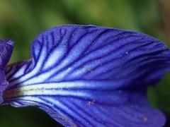 Iris reichenbachiana