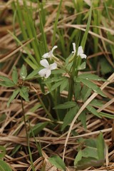 Cardamine altaica